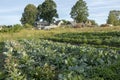 Vegetables growing in permaculture garden, traditional countryside landscape Royalty Free Stock Photo