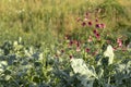 Vegetables growing in permaculture garden, traditional countryside landscape Royalty Free Stock Photo