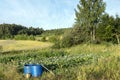 Vegetables growing in permaculture garden, traditional countryside landscape Royalty Free Stock Photo