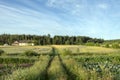 Vegetables growing in permaculture garden, traditional countryside landscape Royalty Free Stock Photo