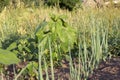 Vegetables growing in permaculture garden, traditional countryside landscape Royalty Free Stock Photo