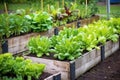 vegetables growing in raised beds made from recycled materials