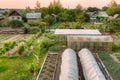 Vegetables Growing In Raised Beds In Vegetable Garden Royalty Free Stock Photo