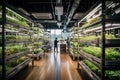 Vegetables growing in vertical farm