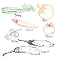 Vegetables hand drawn colored ink sketch. Set of various vegetables. Sketches of different eco food. Isolated on white