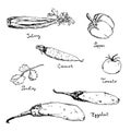 Vegetables hand drawn ink sketch. Set of various farm eco vegetables. Sketches of different eco food. Isolated on white