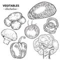 Vegetables hand drawn sketch illustration. Mushroom champ