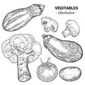 Vegetables hand drawn sketch illustration. Mushroom champ