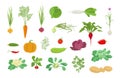 Vegetables harvest plant icon set. Vector farm plants. Onion carrot cabbage, garlic pumpkin dill tomato and many other. Popular