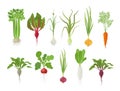 Vegetables harvest plant icon set. Vector farm plants. Popular vegetables set. Carrot beet celery garlic radishes daikon and onion