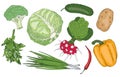 Vegetables and herbs fresh spring green organic vector collection