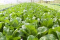 Vegetables hydro garden Royalty Free Stock Photo