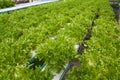 Vegetables hydro garden Royalty Free Stock Photo