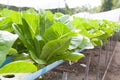 Vegetables hydro garden Royalty Free Stock Photo
