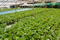 Vegetables hydro garden Royalty Free Stock Photo