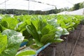 Vegetables hydro garden Royalty Free Stock Photo