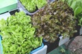 vegetables from hydroponic farms fresh butterhead lettuce and red oak lettuce growing in the basket, organic health food nature