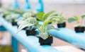 Vegetables hydroponics farm Royalty Free Stock Photo