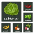 Vegetables icons flat set with radish pumpkin potato celery isolated vector illustration Royalty Free Stock Photo