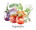 Vegetables illustration. Hand drawn watercolor on white background.