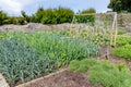 Kitchen garden Vegetables ready to be harvested Royalty Free Stock Photo