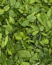 Vegetables Leaf Royalty Free Stock Photo