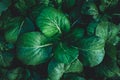 Vegetables leaves green dark in the garden and drop of water on leaf. nature leaves green dark background Royalty Free Stock Photo