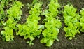 Vegetables. Leaves of a green salad Royalty Free Stock Photo