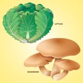 Vegetables lettuce mushroom vector