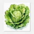 Vegetables_Lettuce_Watercolor_on_White1