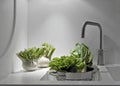 Vegetables near to sink Royalty Free Stock Photo