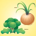 Vegetables onion brocolli vector