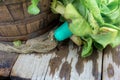 Vegetables organic and bucket on wood Royalty Free Stock Photo