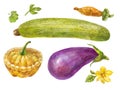 Vegetables painted in watercolor. Zucchini, eggplant and squash