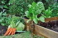 Vegetables in a patch