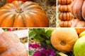 Vegetables pattern set pumpkins orange and green collection autumn harvest