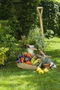 Vegetables and plants Royalty Free Stock Photo