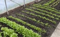 Vegetables in a polytunnel Royalty Free Stock Photo