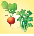 Vegetables radish celery vector