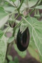 Beautiful ripe eggplant weighs on green branch