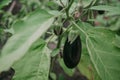 Beautiful ripe eggplant weighs on green branch