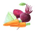 Vegetables and root vegetables. Beets, cabbage, carrots. Whole and in a cut. Graphic drawing with colored pencils. Isolated on