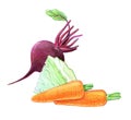 Vegetables and root vegetables. Beets, cabbage, carrots. Whole and in a cut. Graphic drawing with colored pencils. Isolated on