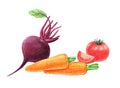 Vegetables and root vegetables. Beets, carrots and tomatoes. Whole and in a cut. Graphic drawing with colored pencils. Isolated