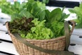 Vegetables salad, Green Cos Lettuce, Red Oak Lettuce , Green Oak Lettuce and Green Butterhead Lettuce in basket from hydroponic fa Royalty Free Stock Photo