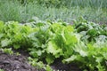 Vegetables and salads in the garden. Green and red lettuce, peas and cabbage growing on the ground. Spring harvest Royalty Free Stock Photo