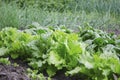 Vegetables and salads in the garden. Green and red lettuce, peas and cabbage growing on the ground. Spring harvest Royalty Free Stock Photo