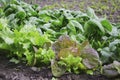 Vegetables and salads in the garden. Green and red lettuce, peas and cabbage growing on the ground. Spring harvest Royalty Free Stock Photo