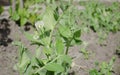 Vegetables and salads in the garden. Green and red lettuce, peas and cabbage growing on the ground. Spring harvest Royalty Free Stock Photo