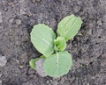 Vegetables and salads in the garden. Green and red lettuce, peas and cabbage growing on the ground. Spring harvest Royalty Free Stock Photo